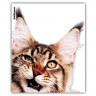 Набор обложек для тетради 212х347 полипропилен 80мкм 12 штук набор Hiding Cats (ErichKrause) арт 61128