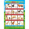 Плакат А4 Дикие животные/Домашние животные двусторонний арт.071.373