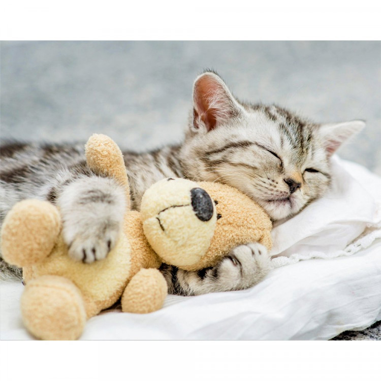 Набор для творчества Картина по номерам 22х30см Сладкий сон котенка (РК) арт.SM035