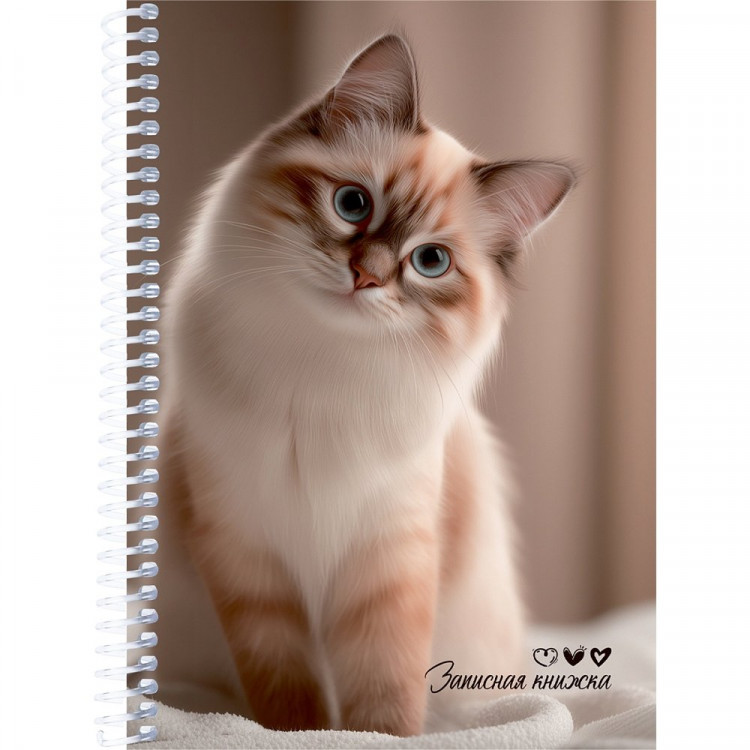Записная книжка А5 мягкая обложка на спирали 80 листов (Prof-Press) Милые коты -7 арт.ЗК80-3013