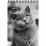 Блокнот А6 мягкая обложка на гребне 40 листов Prof-Press Коты в чёрно-белом ассорти арт.Б40-0761