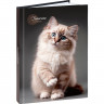 Записная книжка А5 твердая обложка 160 листов (Prof-Press) Красивый кот-1 глянцевая ламинация лён клетка арт.160-9424