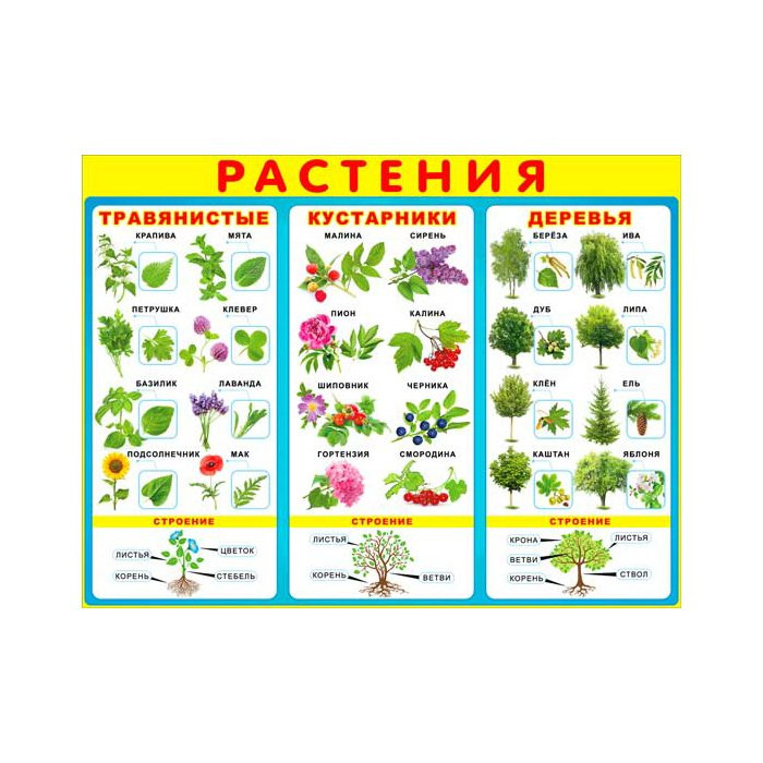 Плакат А2 "Растения" арт Р2-193