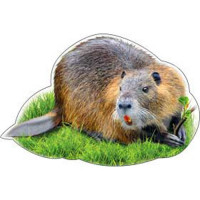 Плакат мини "Бобр" 150*150мм арт.A-113-523