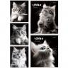 Тетрадь А5 клетка 48 листов скоба (Prof-Press) Черно-белые котики цветная мелованная обложка ассорти арт.48-4807