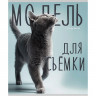 Тетрадь А5 клетка 96 листов скоба (Prof-Press) Котики и надписи цветная мелованная обложка лен ассорти арт.96-8847