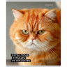 Тетрадь А5 клетка 48 листов скоба (Prof-Press) Коты мемы мелованная обложка ассорти  арт.Т48-9122