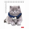 Блокнот А6 мягкая обложка на гребне 40 листов (Hatber) Милые котята арт 40Б6В1гр