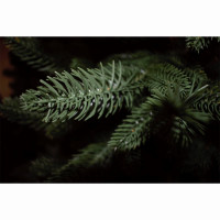 Елка 240см "Ставропольская" (хвоя 100% литая, ветки на шарнирах, подставка металл.) арт.ЕЛСТР 24
