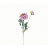 Цветок Ранункулюс