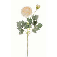 Цветок Ранункулюс